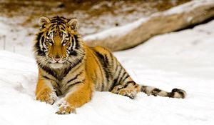 Preview wallpaper tiger, predator, look, lying, snow