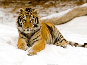 Preview wallpaper tiger, predator, look, lying, snow