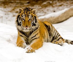 Preview wallpaper tiger, predator, look, lying, snow