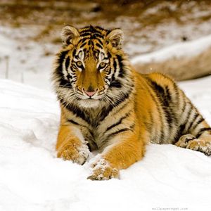 Preview wallpaper tiger, predator, look, lying, snow