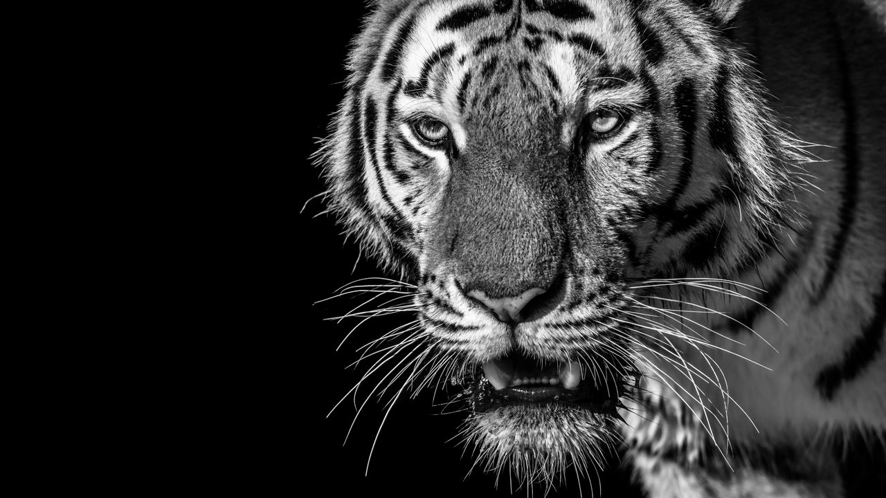Wallpaper tiger, predator, looks, bw, wild, striped