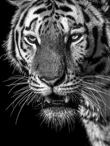 Preview wallpaper tiger, predator, looks, bw, wild, striped