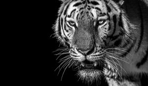 Preview wallpaper tiger, predator, looks, bw, wild, striped