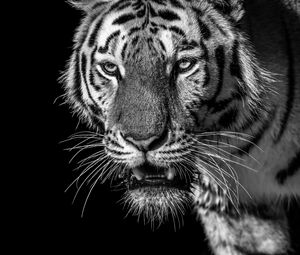 Preview wallpaper tiger, predator, looks, bw, wild, striped