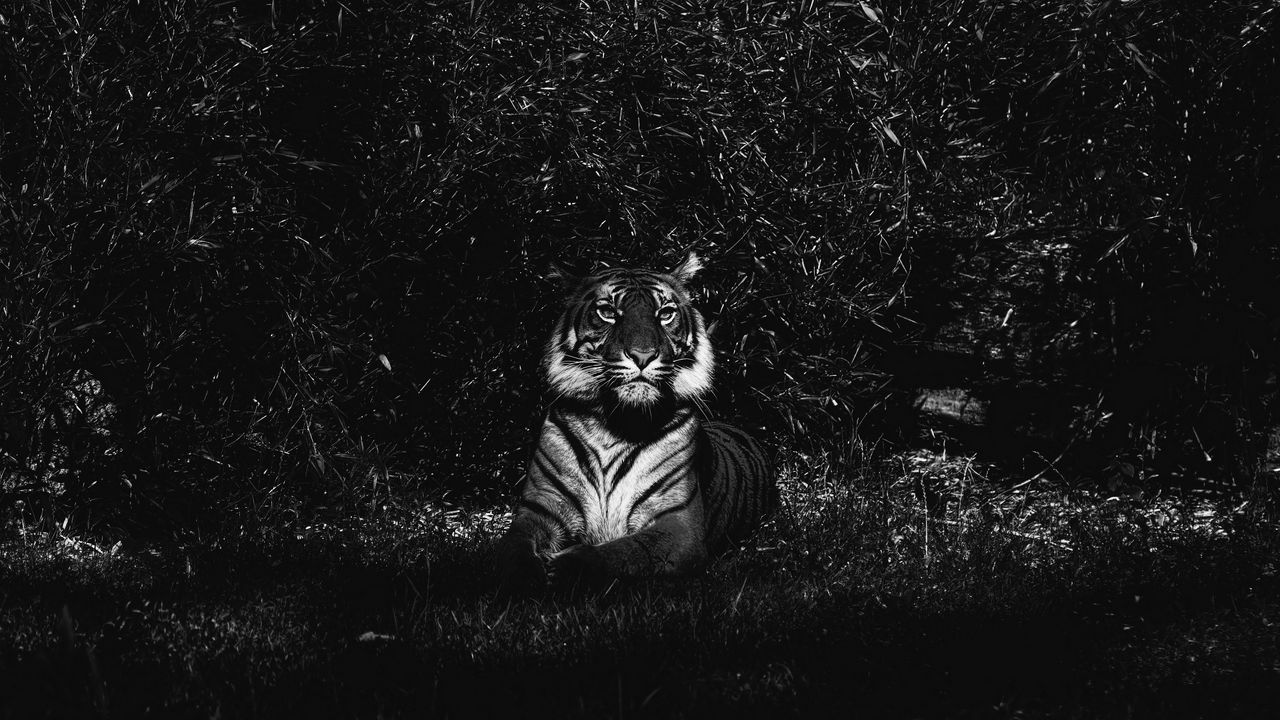 Wallpaper tiger, predator, lying, bw