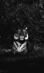 Preview wallpaper tiger, predator, lying, bw