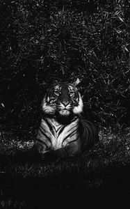 Preview wallpaper tiger, predator, lying, bw