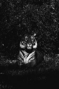 Preview wallpaper tiger, predator, lying, bw