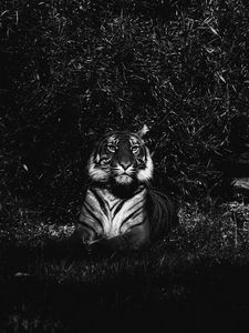 Preview wallpaper tiger, predator, lying, bw