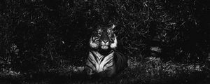 Preview wallpaper tiger, predator, lying, bw