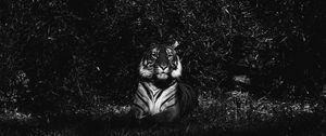 Preview wallpaper tiger, predator, lying, bw