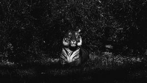 Preview wallpaper tiger, predator, lying, bw