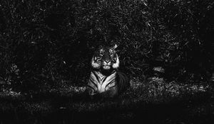 Preview wallpaper tiger, predator, lying, bw