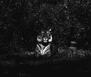 Preview wallpaper tiger, predator, lying, bw