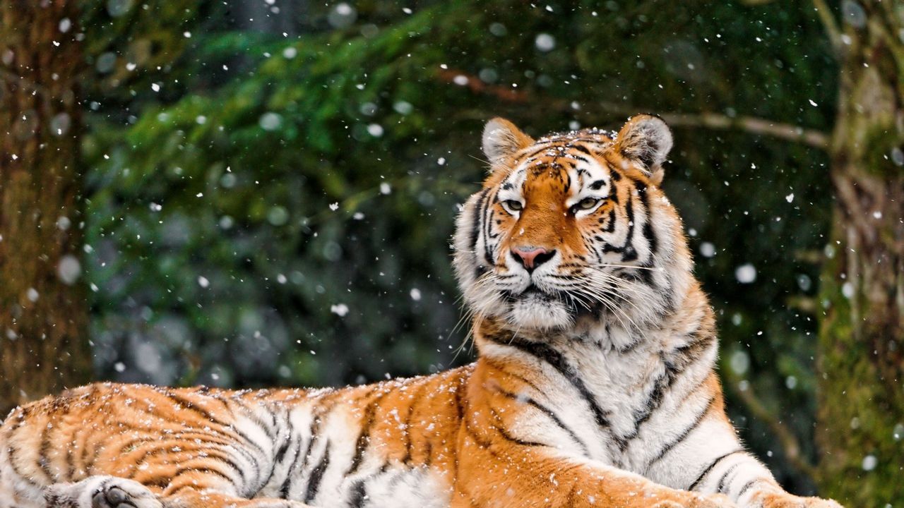 Wallpaper tiger, predator, lying, snow