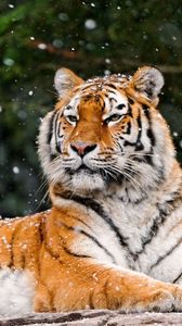 Preview wallpaper tiger, predator, lying, snow