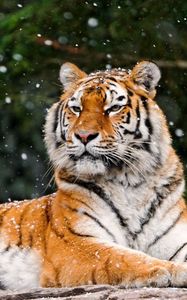 Preview wallpaper tiger, predator, lying, snow