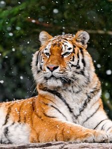 Preview wallpaper tiger, predator, lying, snow