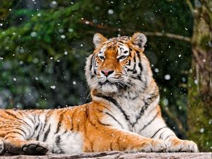 Preview wallpaper tiger, predator, lying, snow