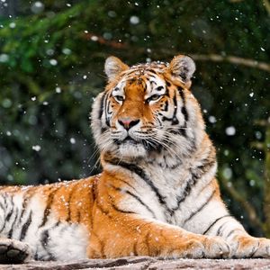 Preview wallpaper tiger, predator, lying, snow