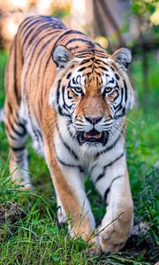 Preview wallpaper tiger, predator, mouth, animal, big cat