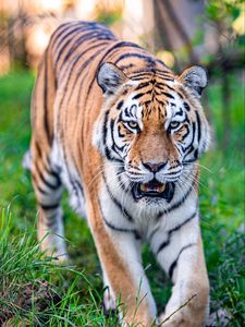 Preview wallpaper tiger, predator, mouth, animal, big cat