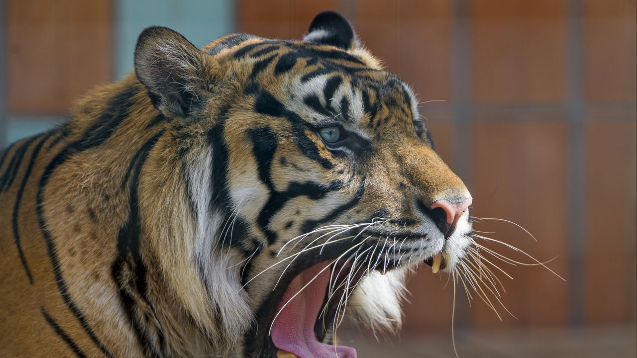Wallpaper tiger, predator, mouth, yawn, aggression