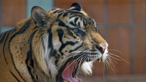 Preview wallpaper tiger, predator, mouth, yawn, aggression