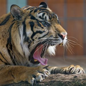 Preview wallpaper tiger, predator, mouth, yawn, aggression