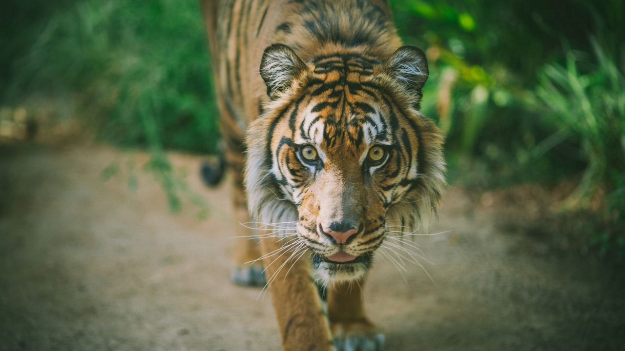 Wallpaper tiger, predator, muzzle, big cat