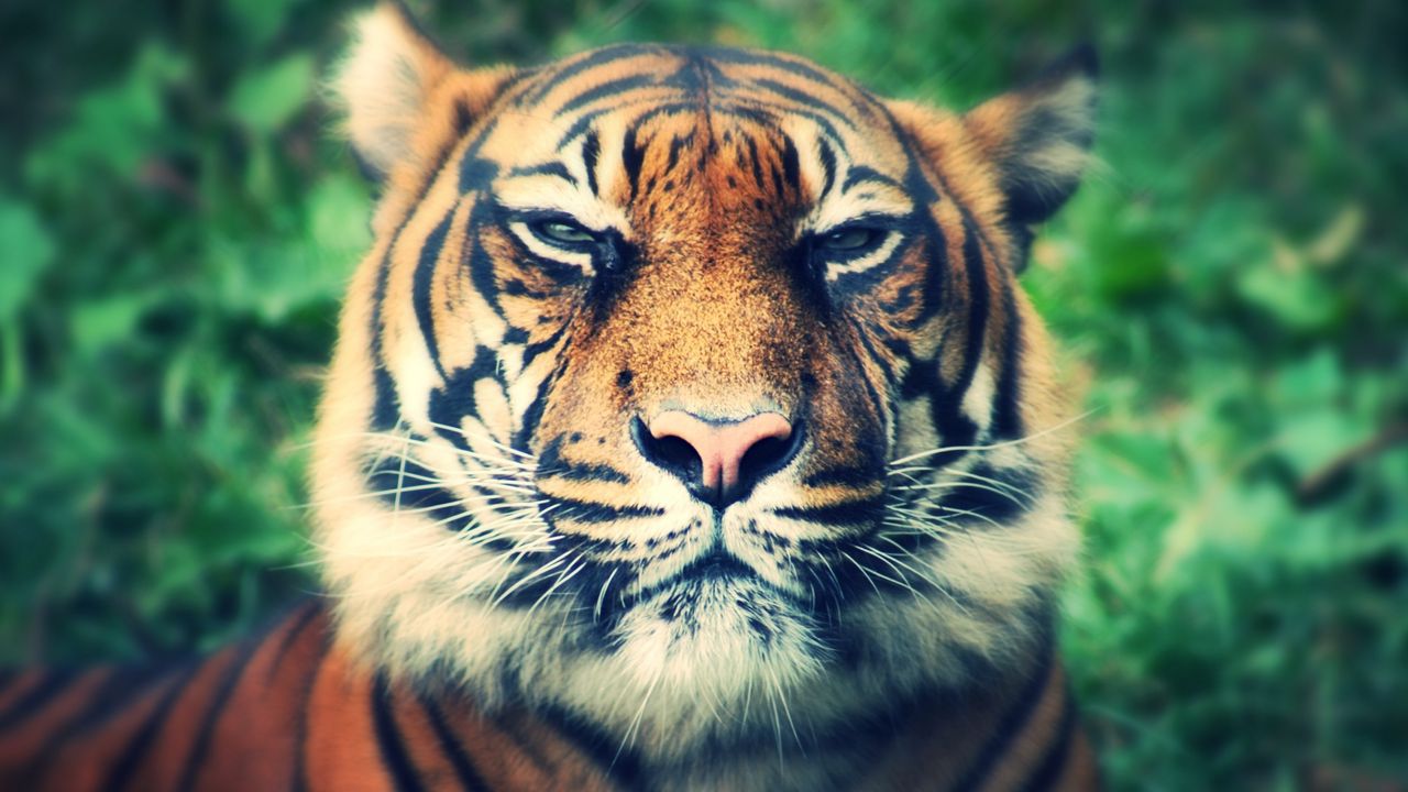 Wallpaper tiger, predator, muzzle, eyes, squint