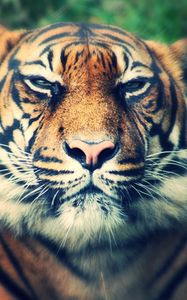 Preview wallpaper tiger, predator, muzzle, eyes, squint