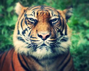 Preview wallpaper tiger, predator, muzzle, eyes, squint