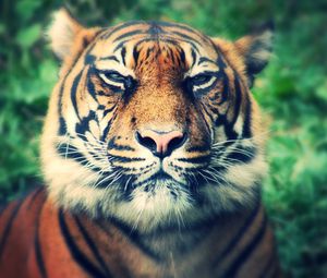 Preview wallpaper tiger, predator, muzzle, eyes, squint