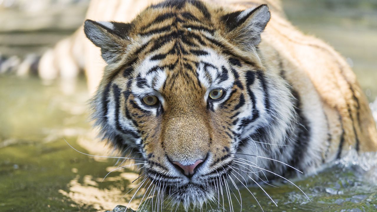 Wallpaper tiger, predator, muzzle, eyes, big cat