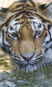 Preview wallpaper tiger, predator, muzzle, eyes, big cat