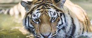Preview wallpaper tiger, predator, muzzle, eyes, big cat