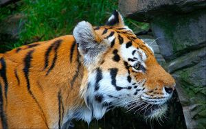 Preview wallpaper tiger, predator, muzzle, spotted