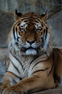Preview wallpaper tiger, predator, muzzle, big cat