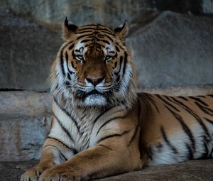 Preview wallpaper tiger, predator, muzzle, big cat