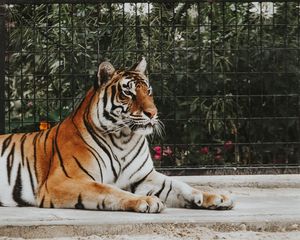 Preview wallpaper tiger, predator, muzzle, lies