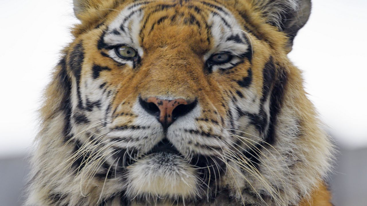 Wallpaper tiger, predator, muzzle, big cat, glance