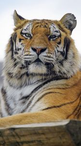 Preview wallpaper tiger, predator, muzzle, big cat, glance