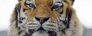 Preview wallpaper tiger, predator, muzzle, big cat, glance