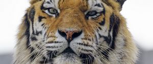 Preview wallpaper tiger, predator, muzzle, big cat, glance