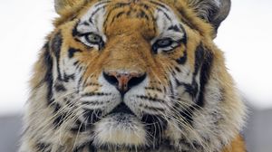 Preview wallpaper tiger, predator, muzzle, big cat, glance