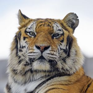 Preview wallpaper tiger, predator, muzzle, big cat, glance