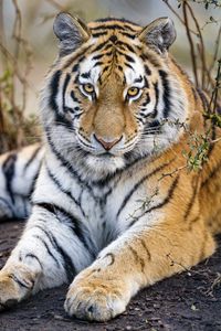 Preview wallpaper tiger, predator, muzzle, big cat, glance, paws