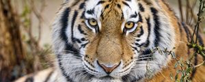 Preview wallpaper tiger, predator, muzzle, big cat, glance, paws