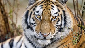 Preview wallpaper tiger, predator, muzzle, big cat, glance, paws